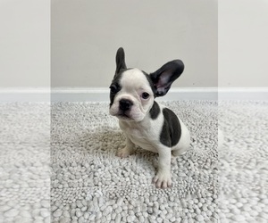 French Bulldog Puppy for sale in CHARLESTON, SC, USA