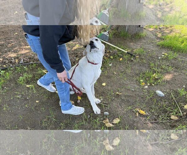 Medium Photo #2 Labrador Retriever-Unknown Mix Puppy For Sale in Clovis, CA, USA