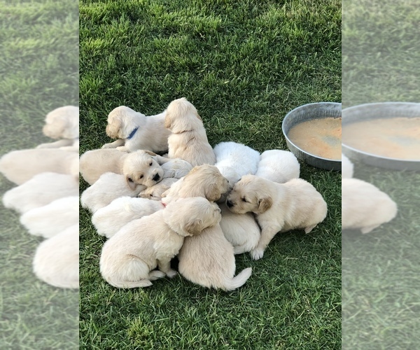 Medium Photo #11 English Cream Golden Retriever Puppy For Sale in PHOENIX, AZ, USA