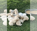 Small Photo #11 English Cream Golden Retriever Puppy For Sale in PHOENIX, AZ, USA
