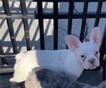 Small #5 French Bulldog
