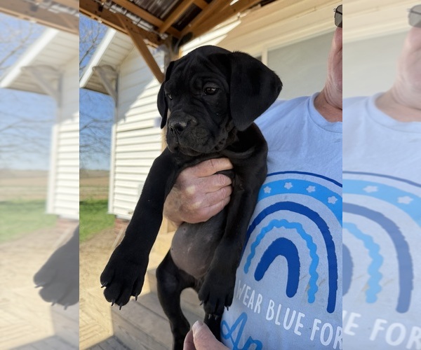 Medium Photo #5 Cane Corso Puppy For Sale in STUART, IA, USA
