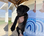 Puppy Loretta Cane Corso