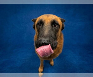 German Shepherd Dog Dogs for adoption in Peoria, IL, USA