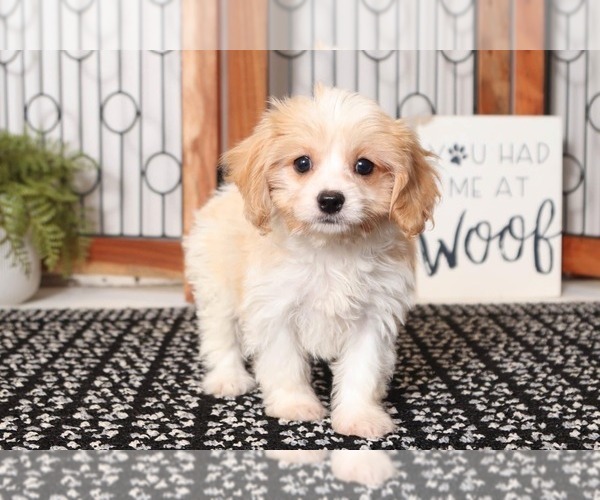 Medium Photo #1 Cavachon Puppy For Sale in NAPLES, FL, USA