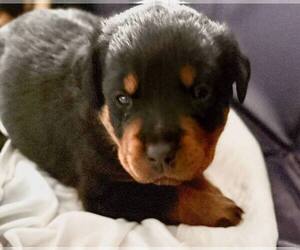 Rottweiler Puppy for sale in LILBURN, GA, USA