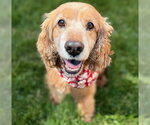 Small #4 Cocker Spaniel