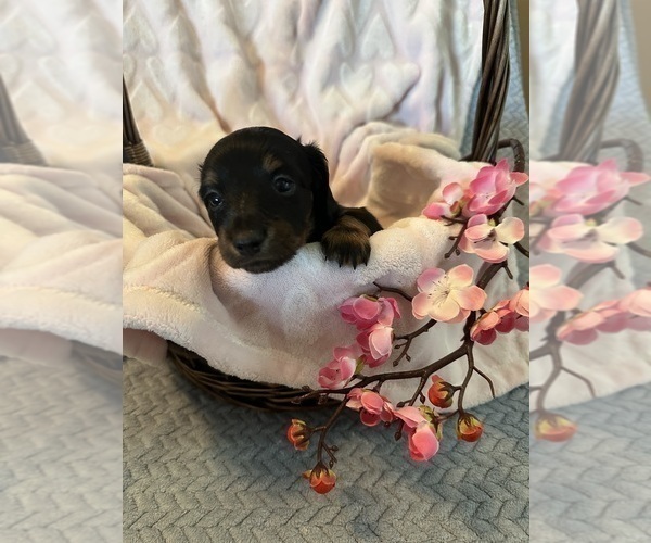 Medium Photo #1 Dachshund Puppy For Sale in MURFREESBORO, TN, USA