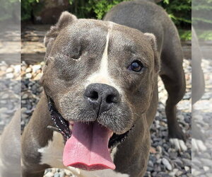 Bulldog Dogs for adoption in Albuquerque, NM, USA