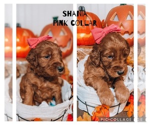 Goldendoodle-Poodle (Standard) Mix Puppy for sale in NEEDVILLE, TX, USA