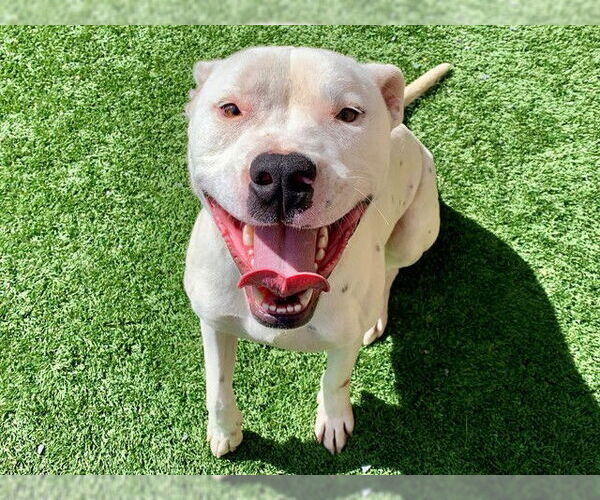 Medium Photo #2 Mutt Puppy For Sale in Moreno Valley, CA, USA