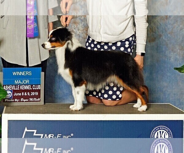 Medium Photo #1 Miniature American Shepherd Puppy For Sale in GARYSBURG, NC, USA