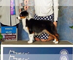 Mother of the Miniature American Shepherd puppies born on 04/26/2024