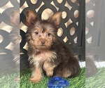 Small #3 Yorkshire Terrier