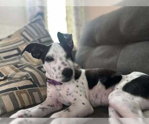 Medium Photo #3 Feist Terrier-Labrador Retriever Mix Puppy For Sale in GILBERTS, IL, USA