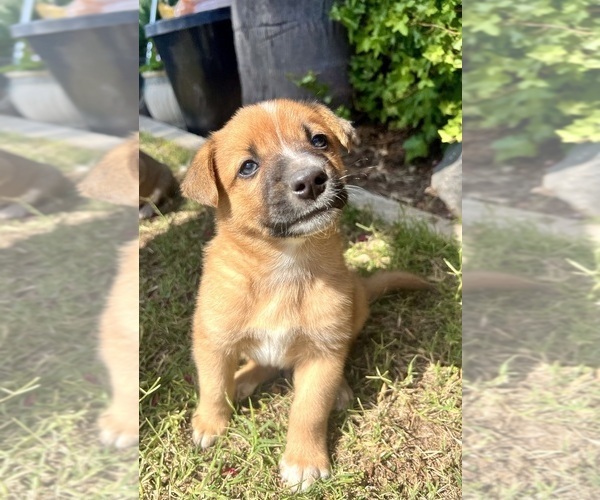 Medium Photo #13 Australian Cattle Dog Puppy For Sale in RAMONA, CA, USA