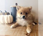 Small #3 Pomeranian