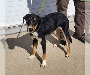 Beagle-Unknown Mix Dogs for adoption in Louisville, KY, USA