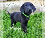 Puppy Prince AKC Eng Labrador Retriever