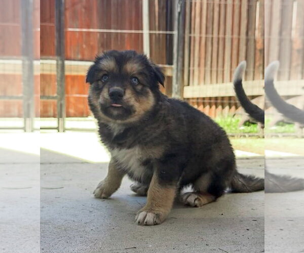 Medium Photo #2 Labrador Retriever-Unknown Mix Puppy For Sale in San Diego, CA, USA