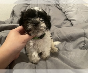 Shih Tzu Puppy for sale in VISALIA, CA, USA