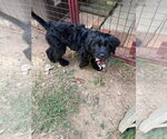 Small Photo #7 Aussiedoodle Puppy For Sale in McDonough, GA, USA
