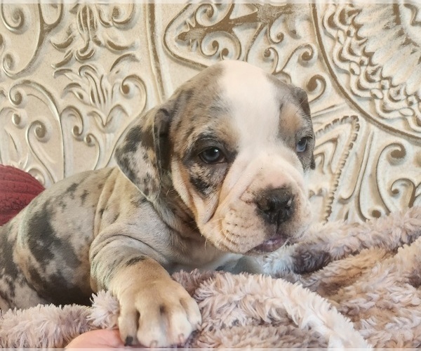 Medium Photo #12 Bulldog Puppy For Sale in FAIRFIELD, IA, USA