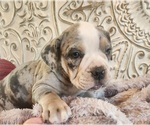 Small Photo #12 Bulldog Puppy For Sale in FAIRFIELD, IA, USA