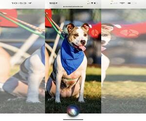 Holly - Female American Staffordshire Terrier-Unknown Mix Dog for Adoption - Photo #17