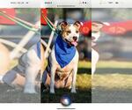 Small #16 American Staffordshire Terrier Mix