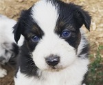 Small Photo #4 Miniature Australian Shepherd Puppy For Sale in COLORADO SPRINGS, CO, USA