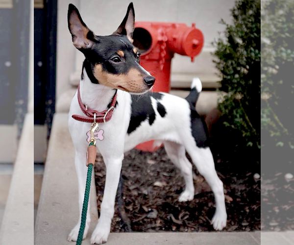 Medium Photo #1 Rat Terrier Puppy For Sale in Atlanta, GA, USA