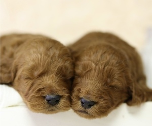 Goldendoodle Puppy for Sale in FREDONIA, Kentucky USA