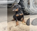 Small Photo #6 Doberman Pinscher Puppy For Sale in AUSTINVILLE, VA, USA