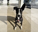 Small #1 Border Collie Mix