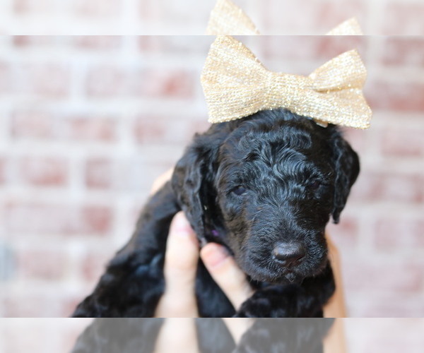 Medium Photo #24 Goldendoodle Puppy For Sale in RED OAK, TX, USA