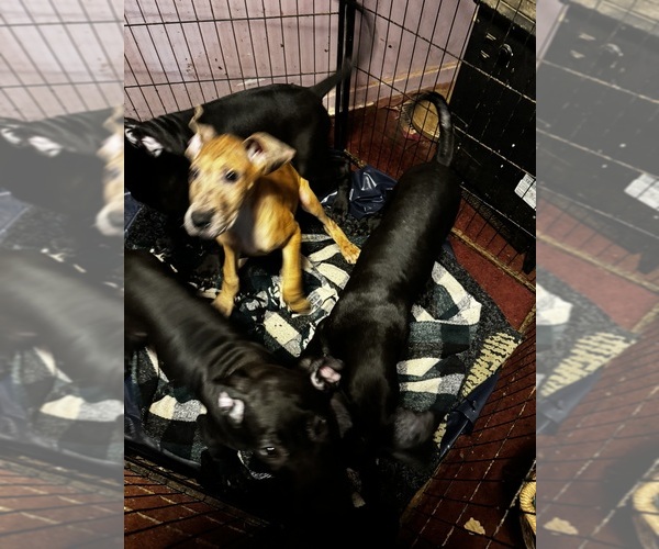 Medium Photo #27 Great Dane Puppy For Sale in ALIQUIPPA, PA, USA