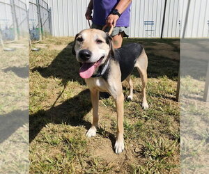 German Shepherd Dog-Unknown Mix Dogs for adoption in Evansville, IN, USA
