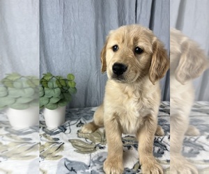 Golden Retriever Puppy for sale in GREENWOOD, IN, USA