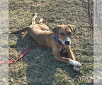 Small #13 Retriever  Mix