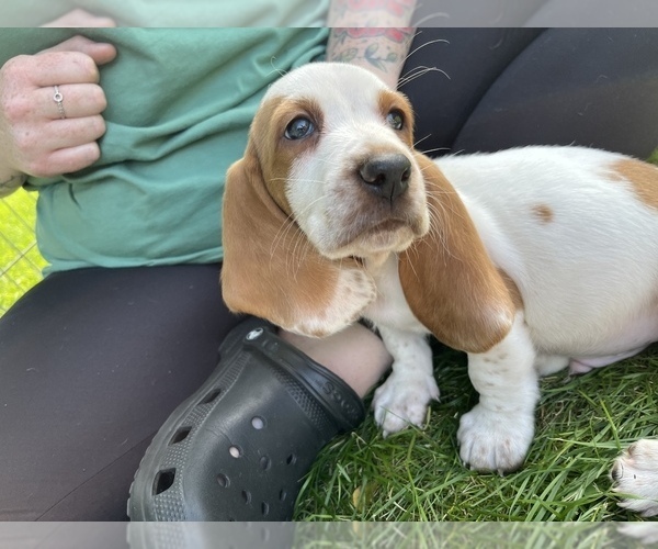 Medium Photo #1 Basset Hound Puppy For Sale in TOLLAND, CT, USA