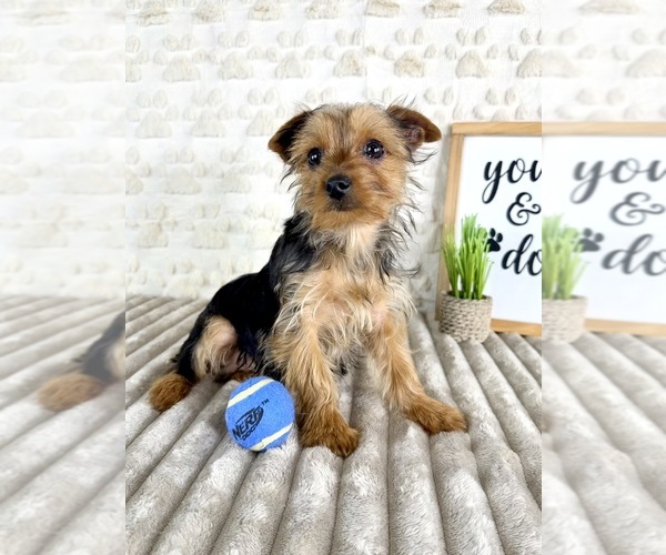 Medium Photo #6 Yorkshire Terrier Puppy For Sale in GREENFIELD, IN, USA
