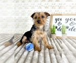 Small #5 Yorkshire Terrier