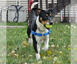 Small #12 Mutt