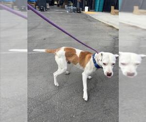 American Pit Bull Terrier Dogs for adoption in Tracy, CA, USA