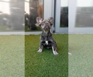 French Bulldog Puppy for Sale in MIAMI, Florida USA