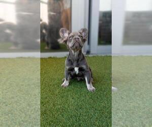 French Bulldog Puppy for sale in MIAMI, FL, USA