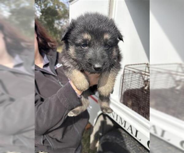 Medium Photo #1 German Shepherd Dog Puppy For Sale in Houston, TX, USA