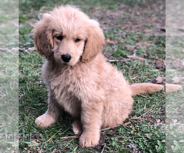 Medium Photo #8 Goldendoodle Puppy For Sale in BOWLING GREEN, KY, USA