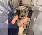 Small Photo #6 Shih-Poo Puppy For Sale in ATLANTA, IN, USA